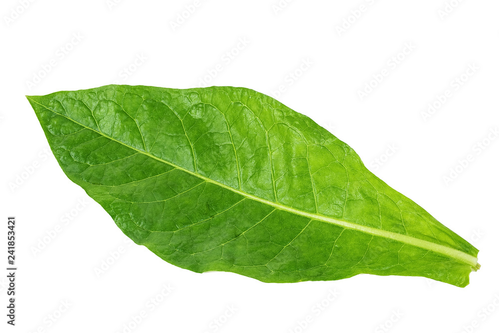 Obraz premium Fresh tobacco / tobacco
