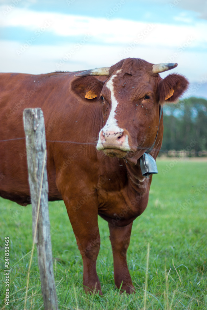 A brown cow in the field looking to the left