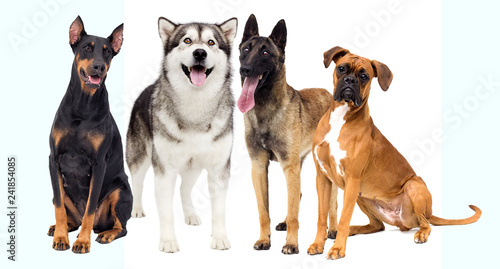 set of pets, dogs