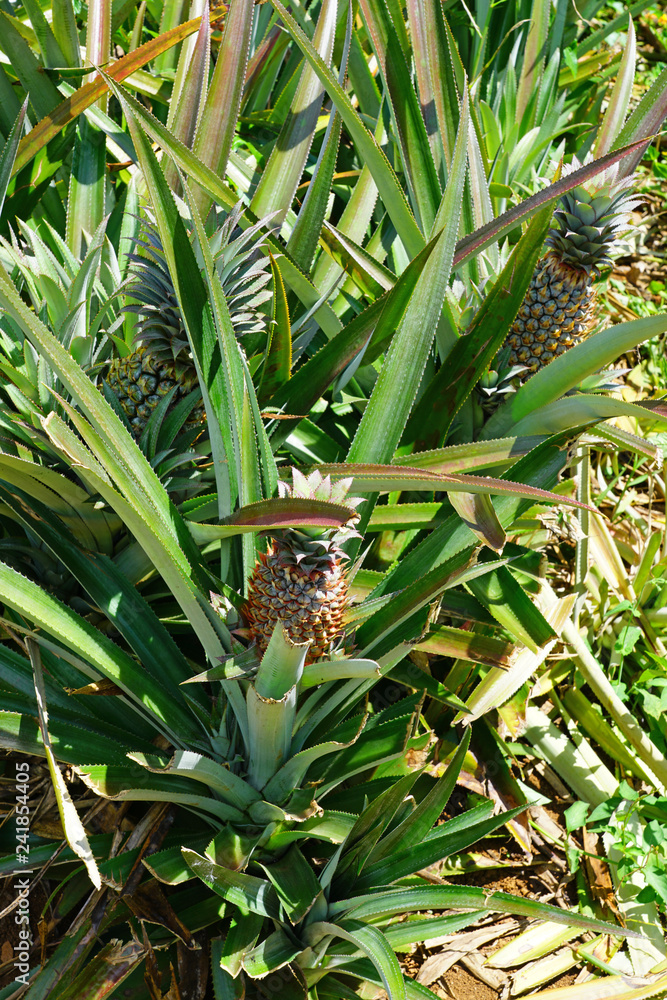 Obraz premium Pineapple growing on a tropical plant in French Polynesia