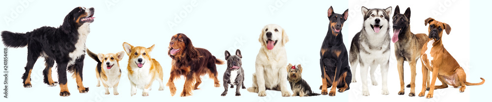 set of pets, dogs set of pets, dogs