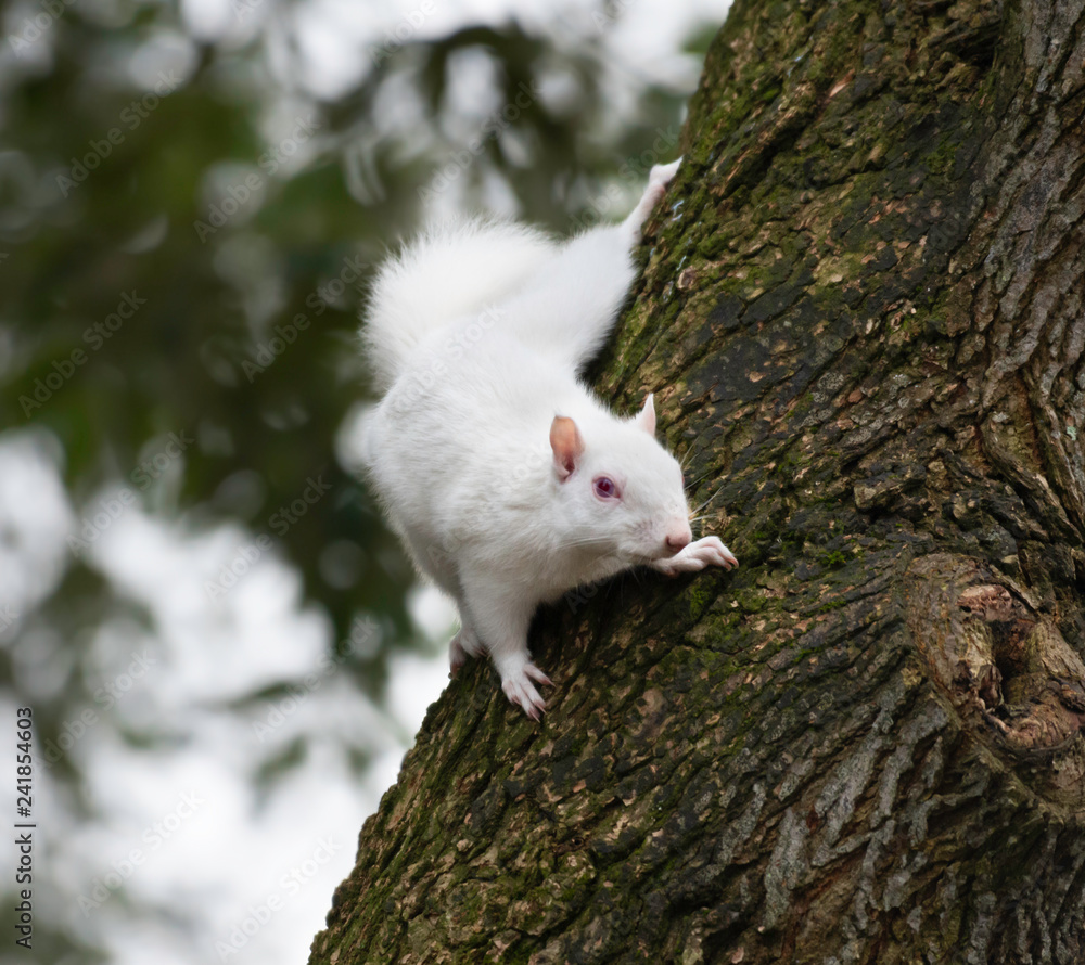 Albino Gray Squirrel, Eastbourne, Sussex, England