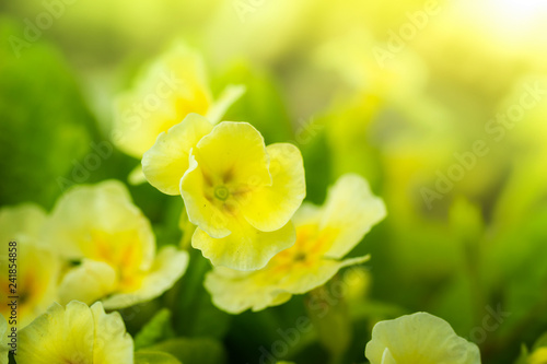 Foto Yellow primroses in spring.