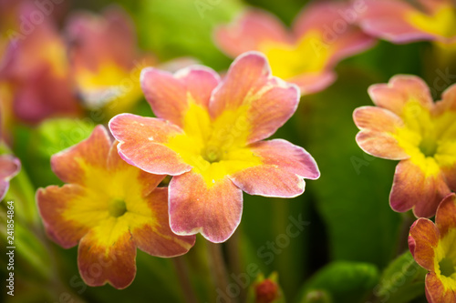 Spring orange flower primrose closeup.