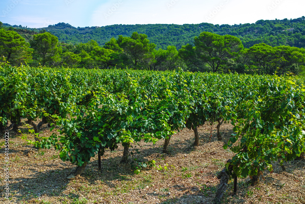 French red  AOC wine grapes plant, new harvest of wine grape in France, Vaucluse, Gigondas domain or chateau vineyard Dentelles de Montmirail