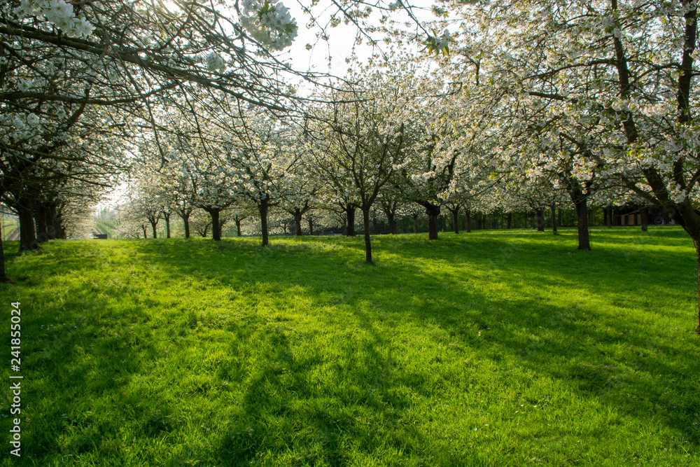 Cherry tree blossom, spring season in fruit orchards in Haspengouw agricultural region in Belgium, landscape