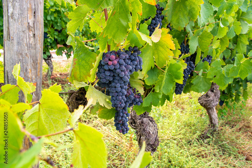 French red and rose wine grapes plant, first new harvest of wine grape in France, Costieres de Nimes AOP domain or chateau vineyard close up photo