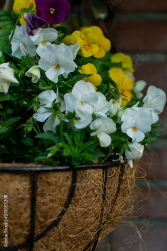 Garden decoration, colorful pansies flowers in a coconut hanging pot close up