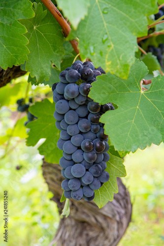 French red and rose wine grapes plant, first new harvest of wine grape in France, Costieres de Nimes AOP domain or chateau vineyard close up photo