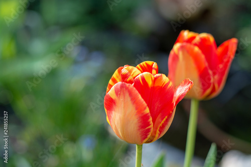 Spring season in garden  blossom of colorful tulip flowers