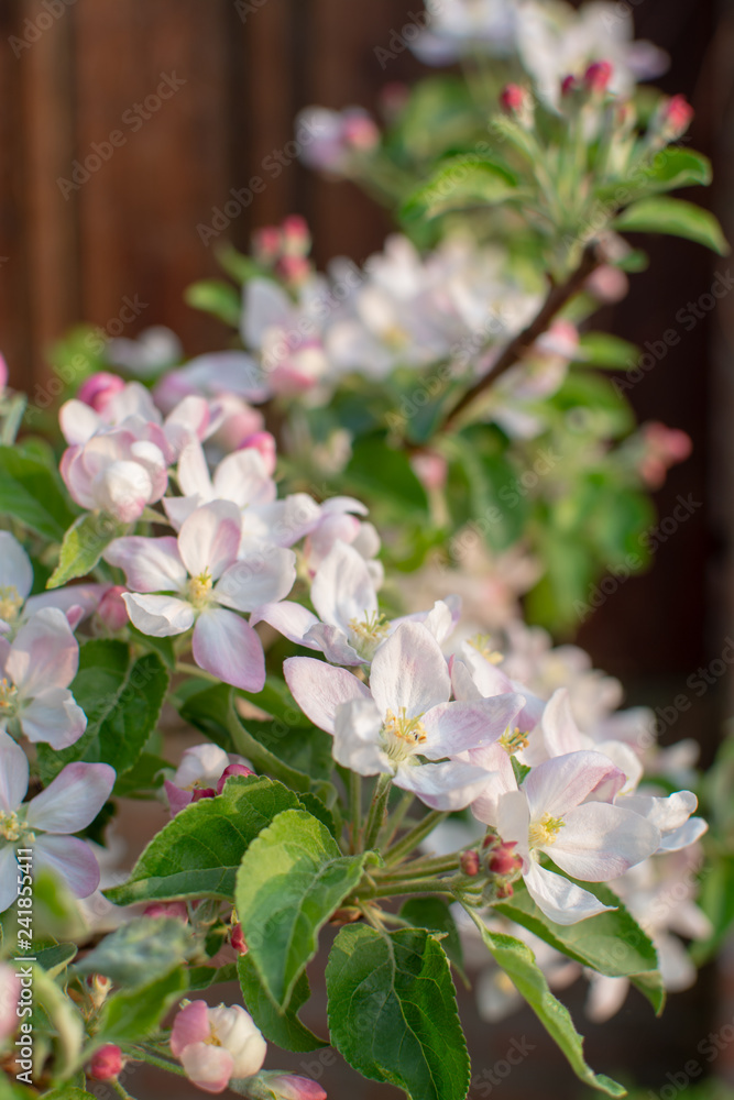 Fototapeta premium Apple tree blossom, spring season in fruit orchards in Haspengouw agricultural region in Belgium, close up
