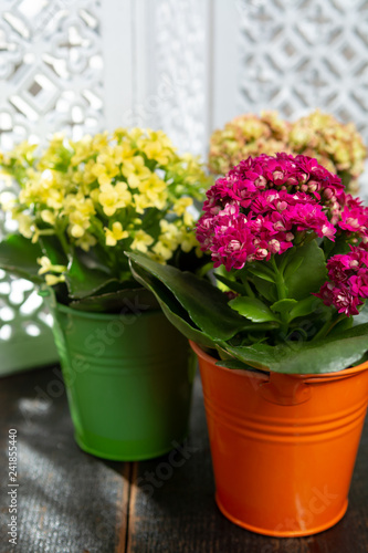 Medical plant kalanchoe  colorful blossoming flowers in small buckets close up