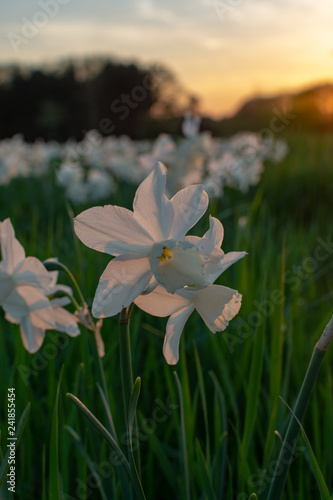 Blossom of white daffodils flowers in garden, sunsen backlit photo