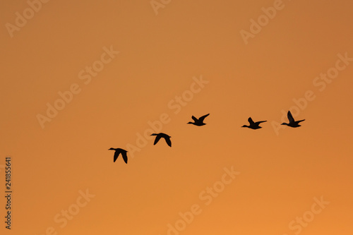 Wild Ducks in Flight at Sunrise