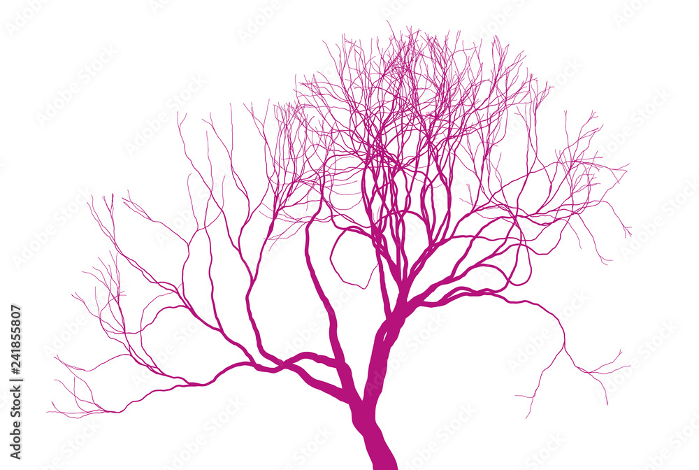Leafless tree silhouette on white background. Fine detailed realistic illustration. Isolated design element.