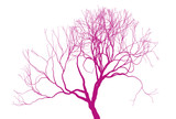 Leafless tree silhouette on white background. Fine detailed realistic illustration. Isolated design element.