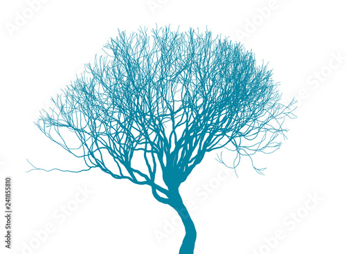 Leafless winter tree silhouette on white background. Fine detailed realistic illustration. Isolated design element.