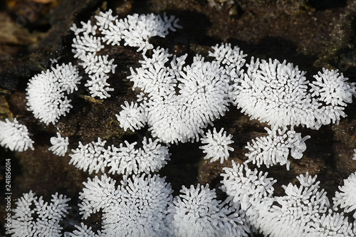 Coral slime mold or mould, Ceratiomyxa fruticulosa photo