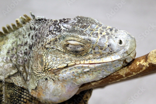 Iguana head with eyes closed on a branch