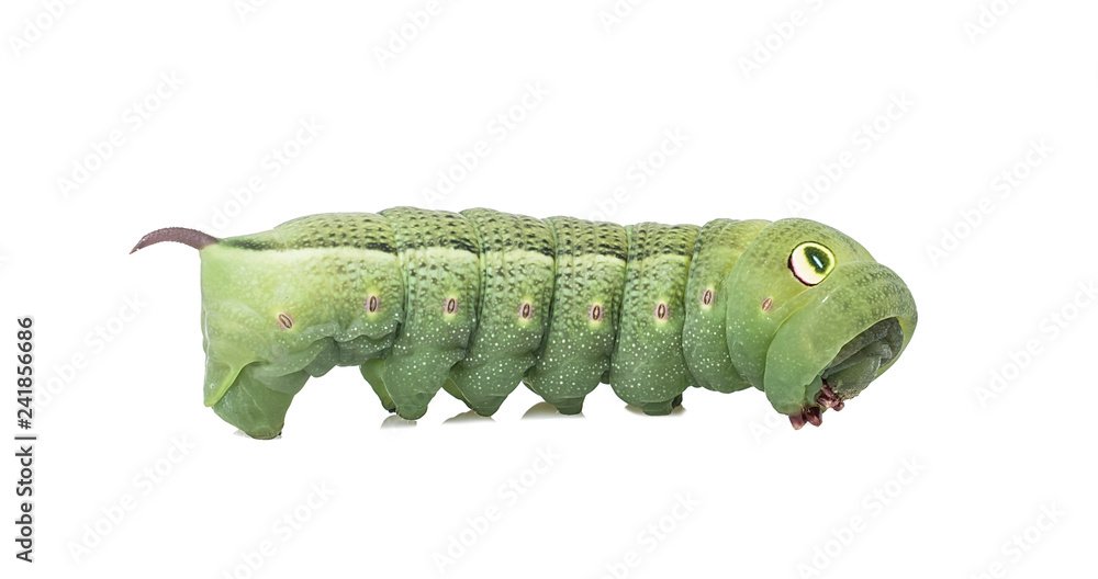 Bean hawk moth larva / beautiful green insect Bean hawk moth larva / beautiful green insect
