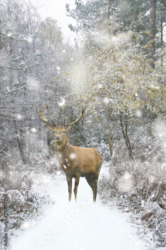 Beautiful red deer stag in snow covered festive season Winter forest landscape in heavy snow storm © veneratio