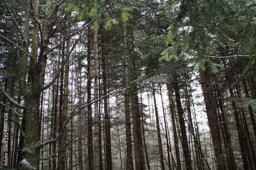 Fototapeta Naklejka Na Ścianę i Meble -  Winter forest. Christmas trees and fir. Falling snow