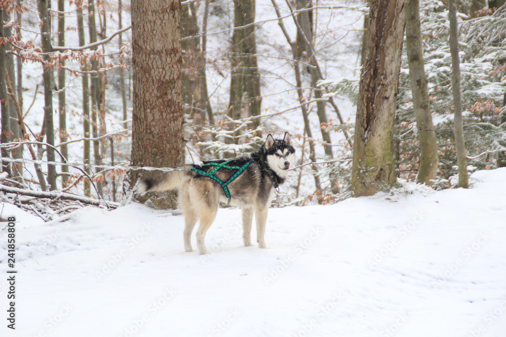 Adult Husky travels in the winter forest. Dog games Snow and winter