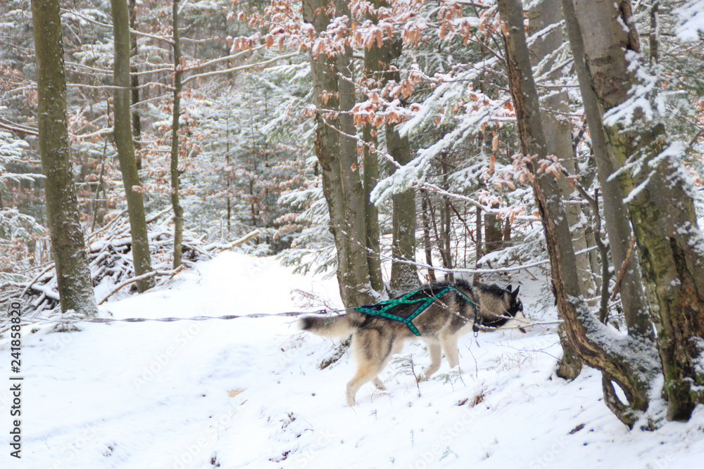 Adult Husky travels in the winter forest. Dog games Snow and winter