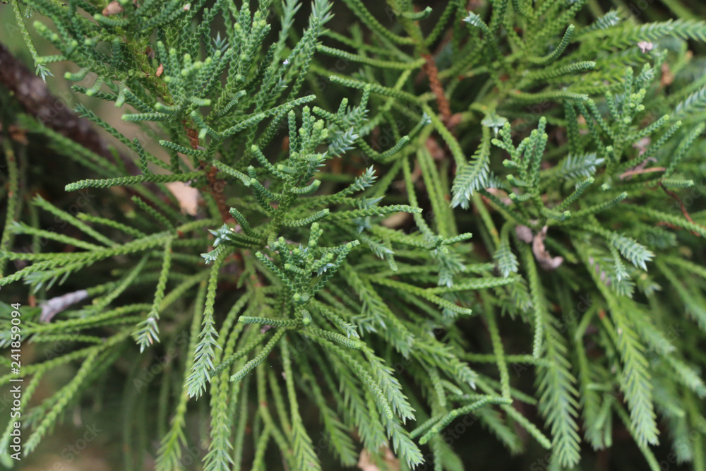 Tree pine Close up at garden Tree pine Close up at garden