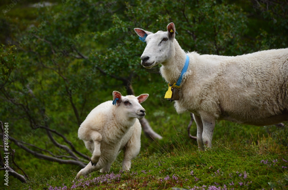 Schaf und Lamm (rennt) auf der Weide Schaf und Lamm (rennt) auf der Weide