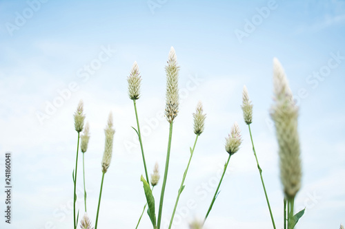 Cockscomb amaranth/Celosia argentea L.