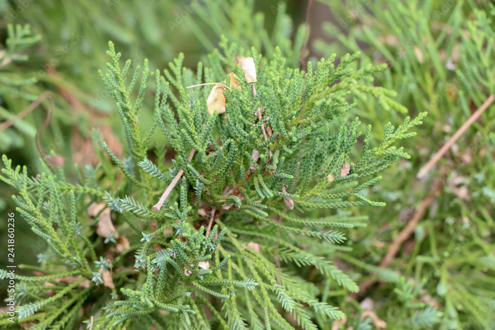 Tree pine Close up at garden Tree pine Close up at garden