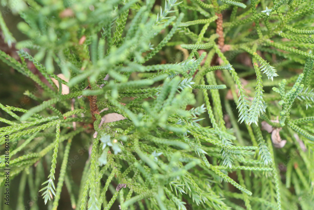 Tree pine Close up at garden Tree pine Close up at garden