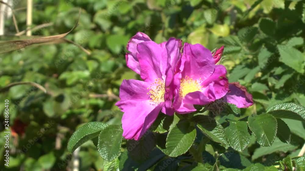 Beautiful red rose hip flower swinging in strong wind in summer Sunny day Beautiful red rose hip flower swinging in strong wind in summer Sunny day