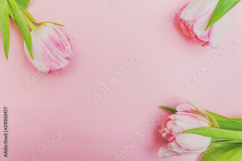 Fototapeta Naklejka Na Ścianę i Meble -  Spring greeting card. Bouquet of fresh light pastel pink tulips flowers on trendy modern colourful pink background. Happy holiday easter mother day anniversary valentine day birthday concept. Flat lay