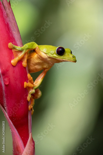 Gliding tree frog (Agalychnis spurrelli) is a species of frog in family Hylidae. It is found in Colombia, Costa Rica, Ecuador, and Panama. photo