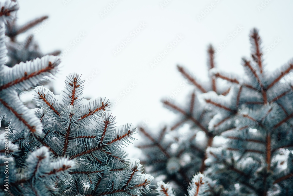 Winter cold snow frost background fir tree close up
