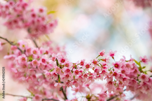 The wild himalayan cherry blossoms blooming in Chiang Mai, Thailand during winter