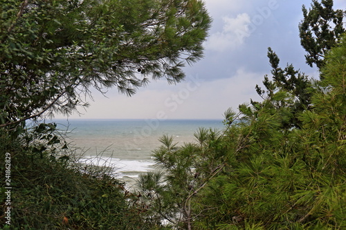 landscape with trees and sea