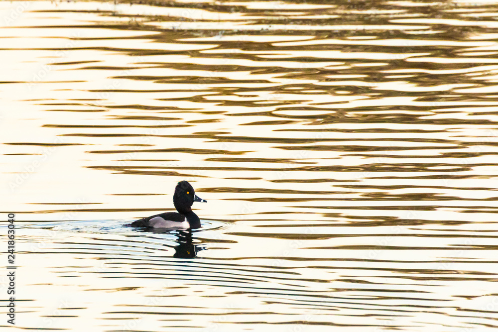 Ring-necked Duck (Aythya collaris) on a pond