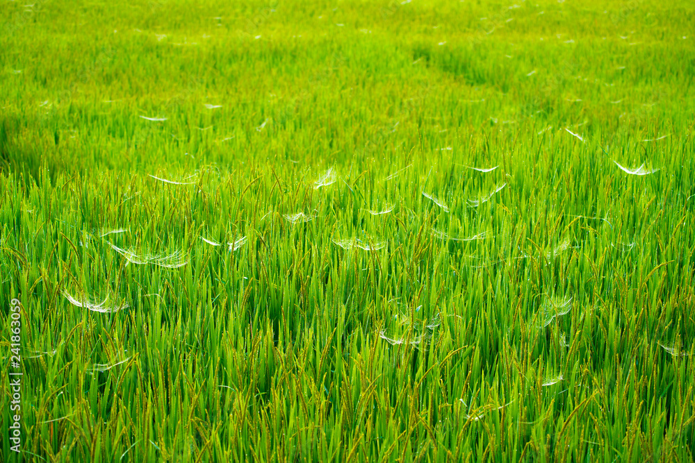Obraz premium rice field nature sunny with spider web