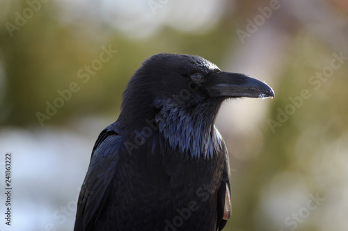 Raven at Bryce Canyon National Park