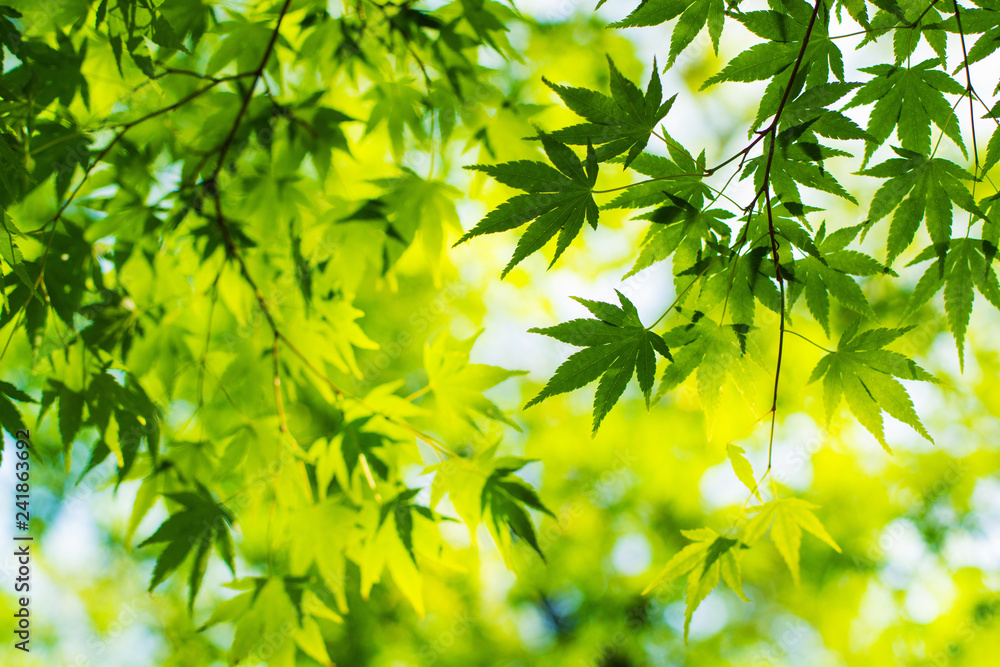 Green maple leaf background, shade, light and shadow Green maple leaf background, shade, light and shadow
