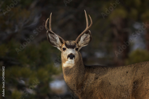 Mule Deer Buck © Maria Jeffs