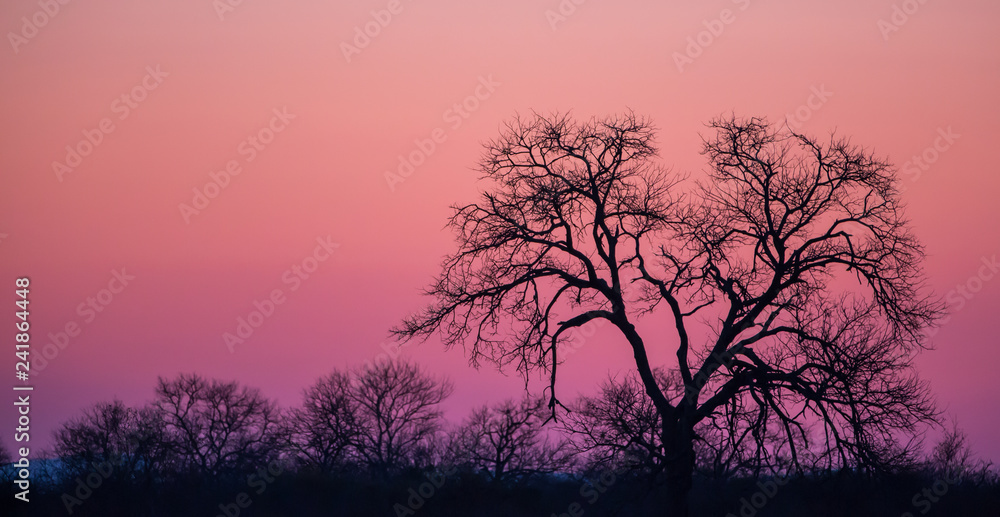 Africa safari sunset colors