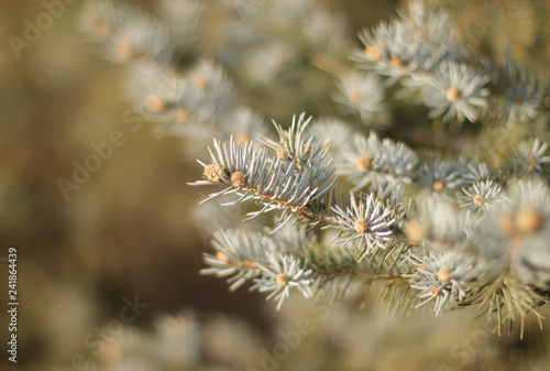 Pine tree