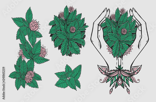The mint collection. Caring woman hands and bunches with mint leaves. The nature set with fresh melissa elements and flowers.
