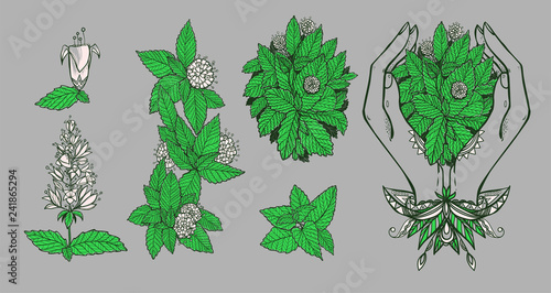The mint collection. Caring woman hands and bunches with mint leaves and mint flowers. The nature set with fresh melissa elements and flowers.