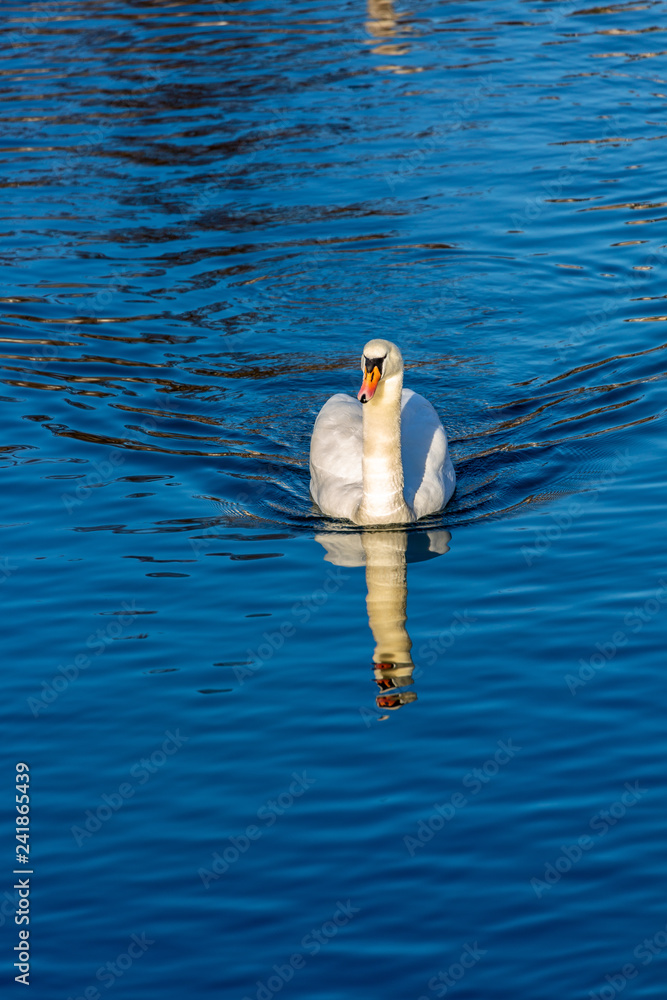 Swan in blue water
