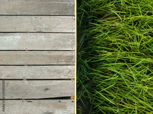 Wooden Bridge and Rice Field